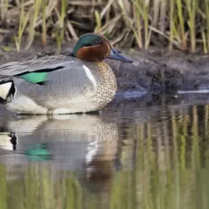 Green-winged Teal Drake Green-winged Teal Drake