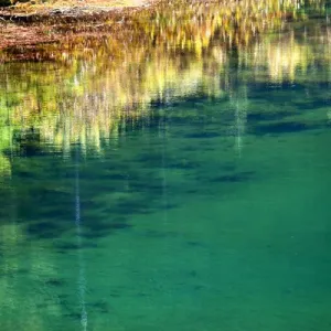 Green Yellow Moss Underwater Reflection Abstract Gold Lake Snoqualme Pass Washington