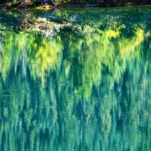 Green Yellow Trees Fall Reflection Abstract Gold Lake Snoqualme Pass Washington