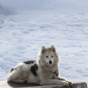 Greenland, Disko Bay, Ilulissat, Greenland Sled Dogs, canis lupis familiaris Greenland, Disko Bay, Ilulissat, Greenland Sled Dogs, canis lupis familiaris
