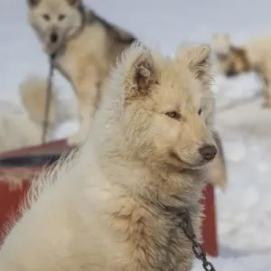 La Groenlande, baie de Disko, Ilulissat, chiens de traîneau de la Groenlande, canis lupus familiaris. La Groenlande, baie de Disko, Ilulissat, chiens de traîneau de la Groenlande, canis lupus familiaris.