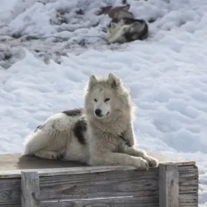 Le Groenland, la baie de Disko, Ilulissat, les chiens de traîneau du Groenland, canis lupus familiaris. Le Groenland, la baie de Disko, Ilulissat, les chiens de traîneau du Groenland, canis lupus familiaris.