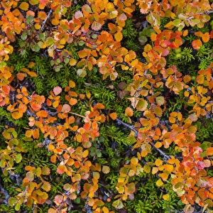 Greenland. Eqip Sermia. Dwarf birch in fall color