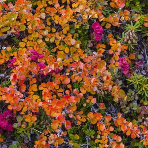 Eqip Sermia Print: Dwarf Birch in Fall Color, Greenland Eqip Sermia Print: Dwarf Birch in Fall Color, Greenland