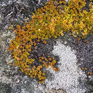 Greenland. Eqip Sermia. Irish saxifrage and thick lichen
