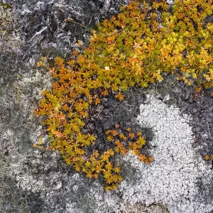 Eqip Sermia Glacier Print with Irish Saxifrage and Thick Lichen Eqip Sermia Glacier Print with Irish Saxifrage and Thick Lichen