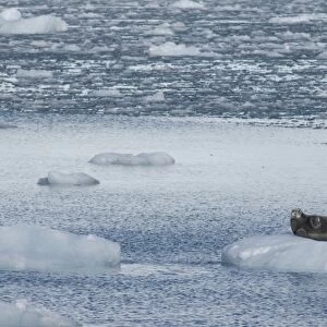 Greenland, Prince Christian Sound (aka Prins Christian Sund). Lone bearded seal on iceberg (wild