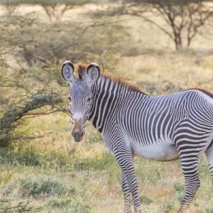Grevys Zebra Print, Samburu National Game Reserve Grevys Zebra Print, Samburu National Game Reserve