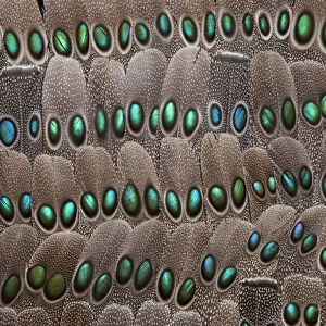grey peacock tail feathers
