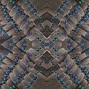 Grey Peacock Tail Feathers design