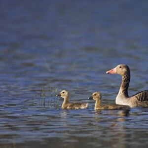 Greylag Goose, Anser anser, adult with young, National Park Lake Neusiedl, Burgenland