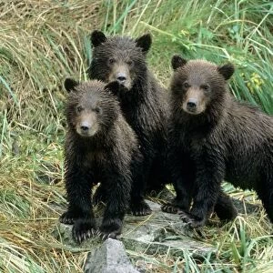 Three Grizzly Bear Cubs or Coys (Cub of the Year) Sitting on a Grassy Slope, U. S