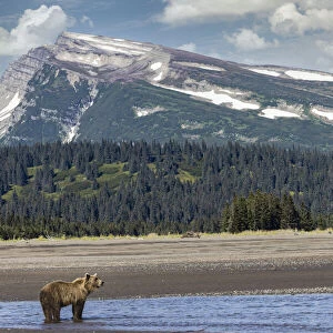 Grizzly bear in landscape with mountain, Lake Clark National Park and Preserve, Alaska