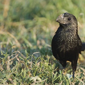Groove-billed Ani, Crotophaga sulcirostris, adult on ground, Willacy County, Rio Grande Valley