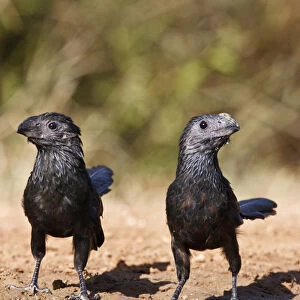 Groove-billed Ani (Crotophaga sulcirostris) pair a pond for drink