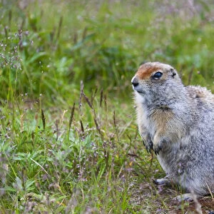 Ground squirrel, Chukchi Peninsula, Russian Far East