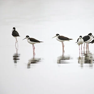 Group of Black-necked stilts standing together with reflection on water, South Padre Island, Texas