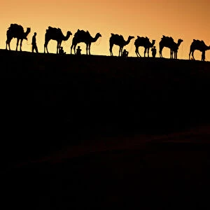 A group of camel herders with their camels at sunset on the sandunes in Jalsalmer