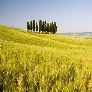Grouping ofTuscan Cypress Trees In Wheat Field