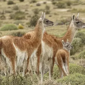 Guanaco and Baby Print, Torres del Paine National Park Guanaco and Baby Print, Torres del Paine National Park