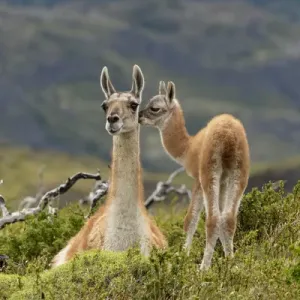 Guanaco and baby (Lama guanaco), Andes Mountain, Torres del Paine National Park, Chile Guanaco and baby (Lama guanaco), Andes Mountain, Torres del Paine National Park, Chile