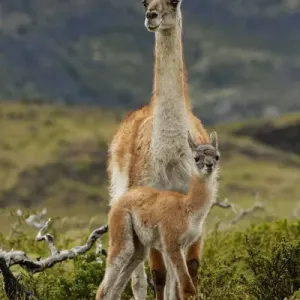 Guanaco and baby (Lama guanaco), Andes Mountain, Torres del Paine National Park, Chile Guanaco and baby (Lama guanaco), Andes Mountain, Torres del Paine National Park, Chile