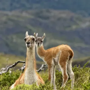 Guanaco and Baby Print, Torres del Paine National Park, Chile Guanaco and Baby Print, Torres del Paine National Park, Chile