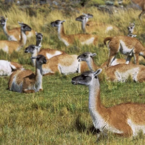Guanaco (Lama guanicoe) herd in the patagonian steppe, Chile. Guanaco is a camelid