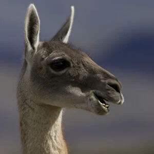Guanaco. Lama guanicoe. Torres del Paine National Park, Chile. Patagonian steppes