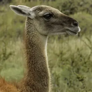Guanaco Portrait Print, Torres del Paine National Park, Chile Guanaco Portrait Print, Torres del Paine National Park, Chile