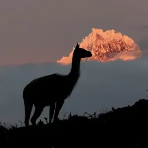 Guanaco Portrait Print, Torres del Paine National Park, Chile Guanaco Portrait Print, Torres del Paine National Park, Chile