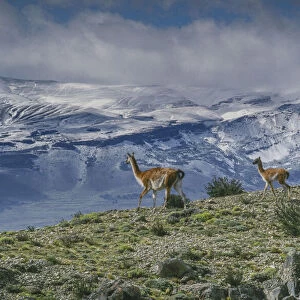Guanacos graze with backdrop of snowy mountain. Torres Del Paine National Park, Chile