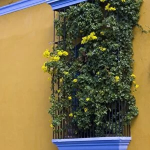 Guatemala, Antigua. Window with flowering plant on outside wall of hotel in Antigua