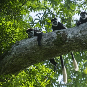 Guereza colobus monkey (Colobus guereza), Lango Bai, Republic of Congo (Congo - Brazzaville)