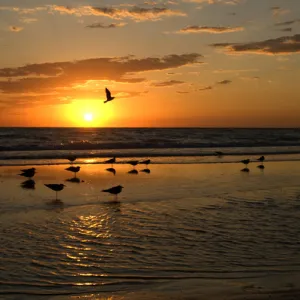 Gulls Waiting for Sunset