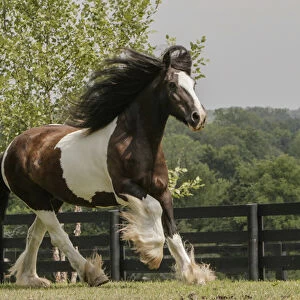 Gypsy Vanner Horse running, Crestwood, KY
