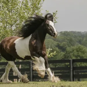 Gypsy Vanner Horse Running Print Gypsy Vanner Horse Running Print