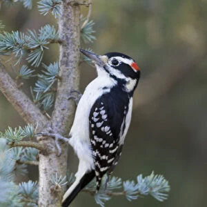 Hairy Woodpecker (Picoides villosus) male on Blue Atlas Cedar, Marion County, Illinois