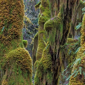 Hall of Mosses in the Hoh Rainforest of Olympic National Park, Washington State, USA