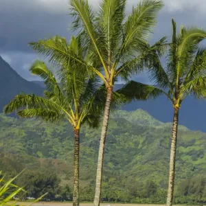 Hanalei Bay, Hawaii, Kauai, Pacific, Palm Trees Hanalei Bay, Hawaii, Kauai, Pacific, Palm Trees