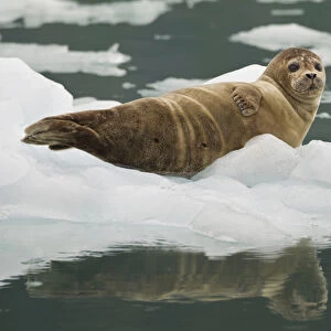 A harbor seal hauls out on an iceberg near the face of the Chenega Glacier to thermoregulate