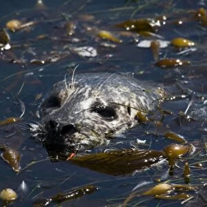 Harbor Seal (Phoca vitulina richardsi) resting in a kelp bed - Point Lobos State Reserve
