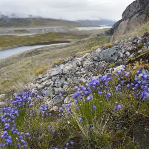 Harebell Print over Tundra Landscape near Eqip Glacier Harebell Print over Tundra Landscape near Eqip Glacier
