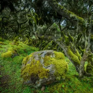 The Harenna forest Print, Bale Mountains National Park, Ethiopia The Harenna forest Print, Bale Mountains National Park, Ethiopia