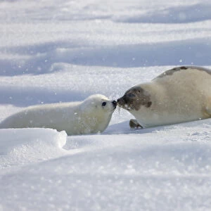 Harp seals, mother with pup, on ice, Iles de la Madeleine, Quebec, Canada