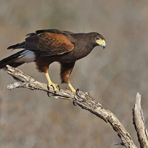 Harriss Hawk (Parabuteo unicinctus) perched raptor