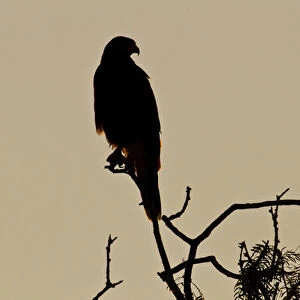 Harriss Hawk (Parabuteo unicinctus) perched raptor