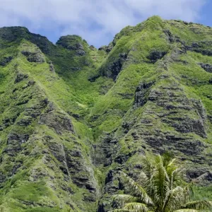 Hau ula Forest Reserve, Koolau Mountain Rage, Oahu, Hawaii Hau ula Forest Reserve, Koolau Mountain Rage, Oahu, Hawaii
