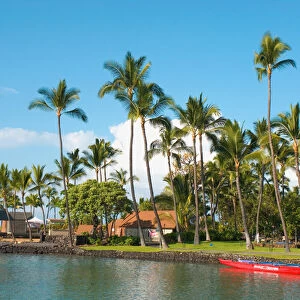 Hawaii, Big Island, Kona-Kailua. Palm trees outside the King Kamehameha Hotel