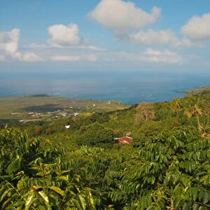 Hawaii, Big Island, South Kona, Captain Cook. Greenwell Kona Coffee Farm plantation